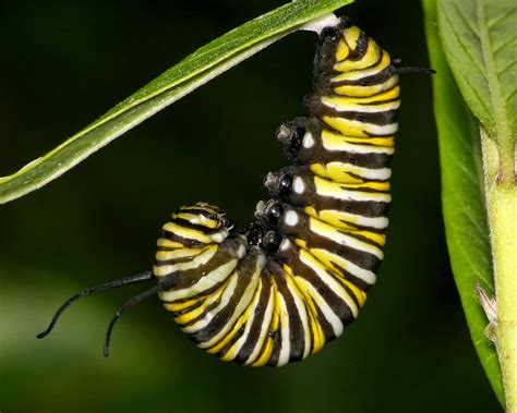 J caterpillar - The caterpillar then hangs upside down in a ‘J’ shape, a stage which lasts around 10-12 hours before it turns into a chrysalis. The photo on the right shows the caterpillar sensors limp and twisted - they are emptied of any fluids. This indicates that the caterpillar will soon turn into a chrysalis. 